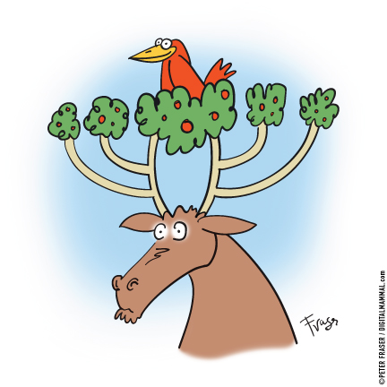 WR-94-Antlers-Bird-Nest_32-1.jpg